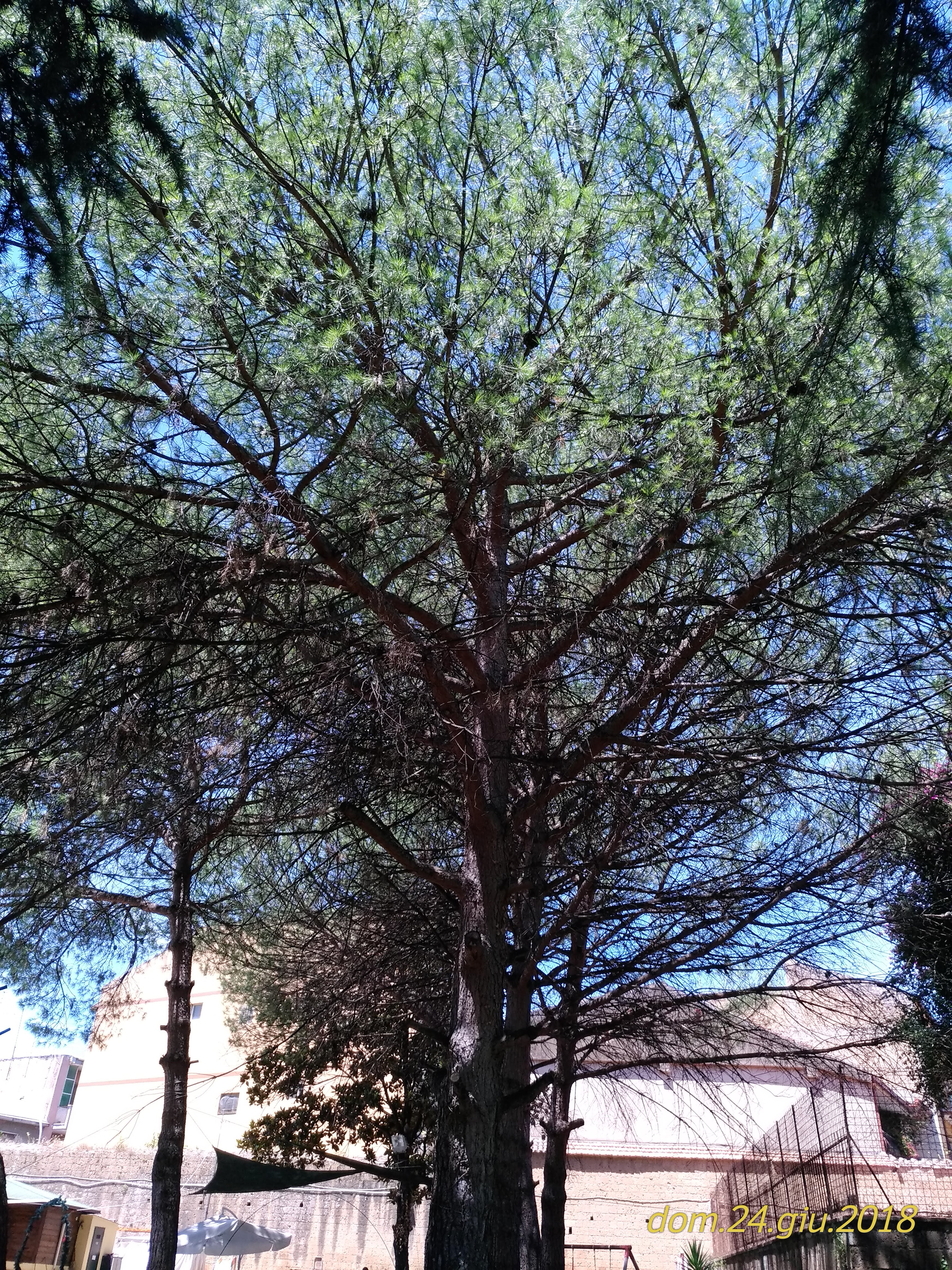 Pino Domestico H. 20-30 cm. Pino da pinoli Pinus pinea 
